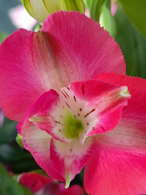 two beautiful pink flowers with white and green stems