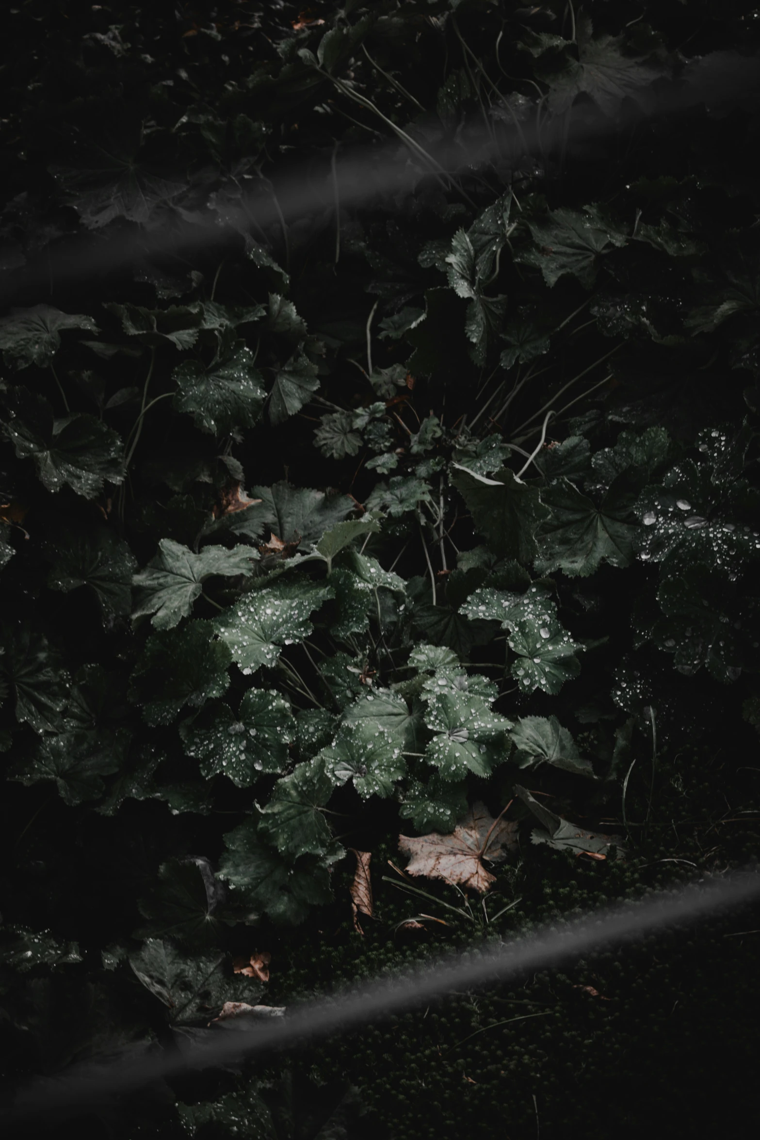 a white fire hydrant in the dark on a green ground