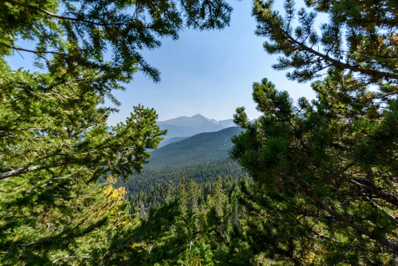 some pine trees some hills and mountains and a blue sky