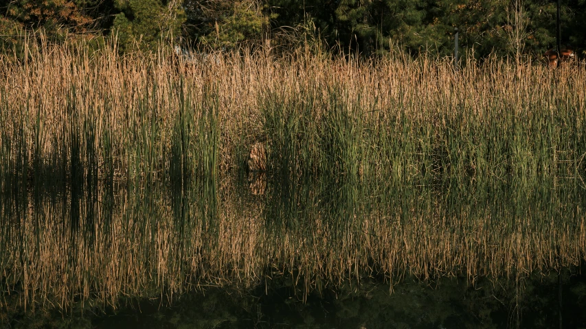 a grassy area with a river in front of it