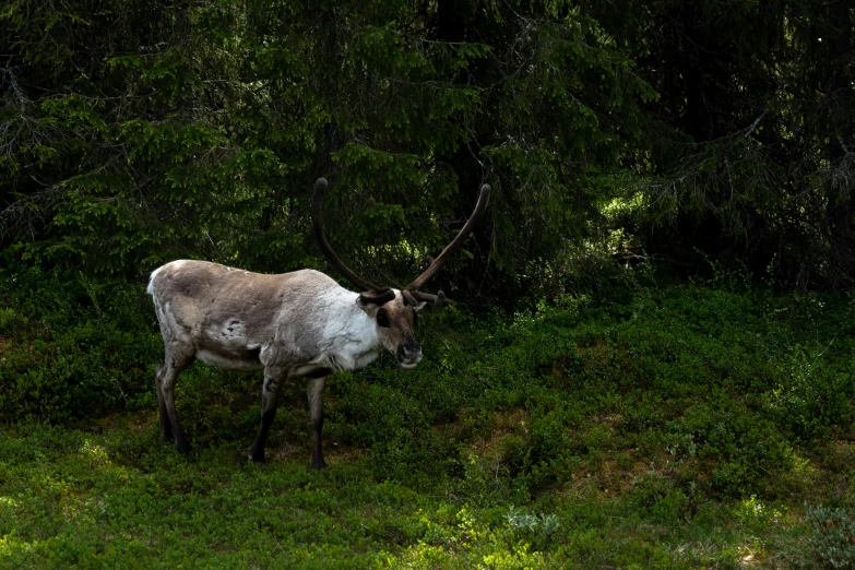 a goat is grazing in a grassy area