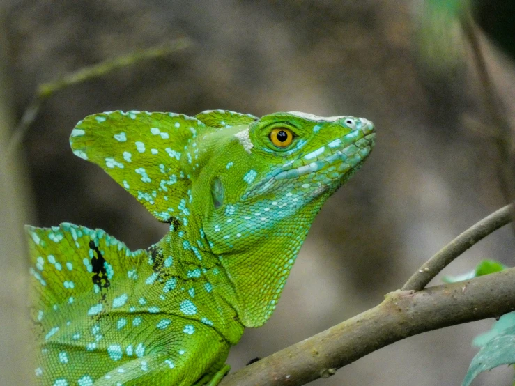 an orange and green lizard in a tree nch