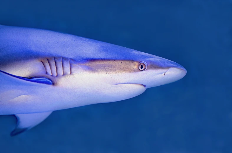 the close up s shows the face of a large shark