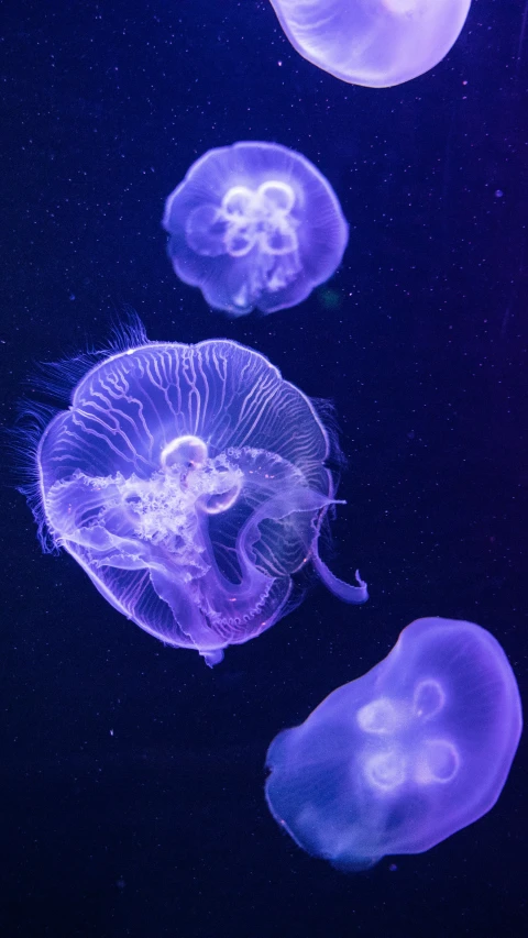 several jellyfish floating in the water with blue lights
