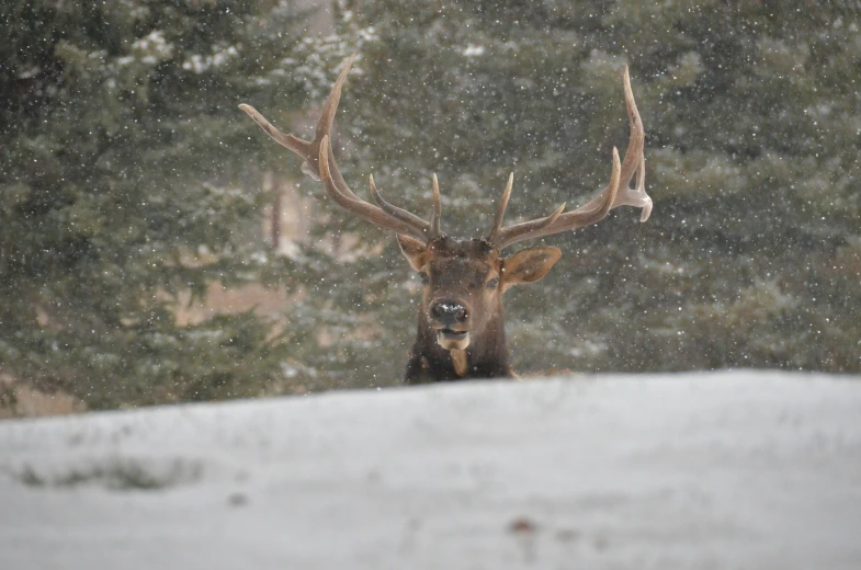 a large deer with very large antlers standing in the snow