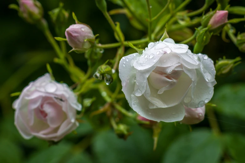a white rose that is covered in water drops