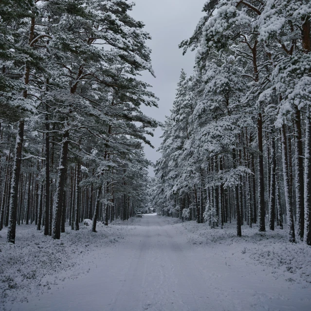 an open road with snow on the ground and several trees