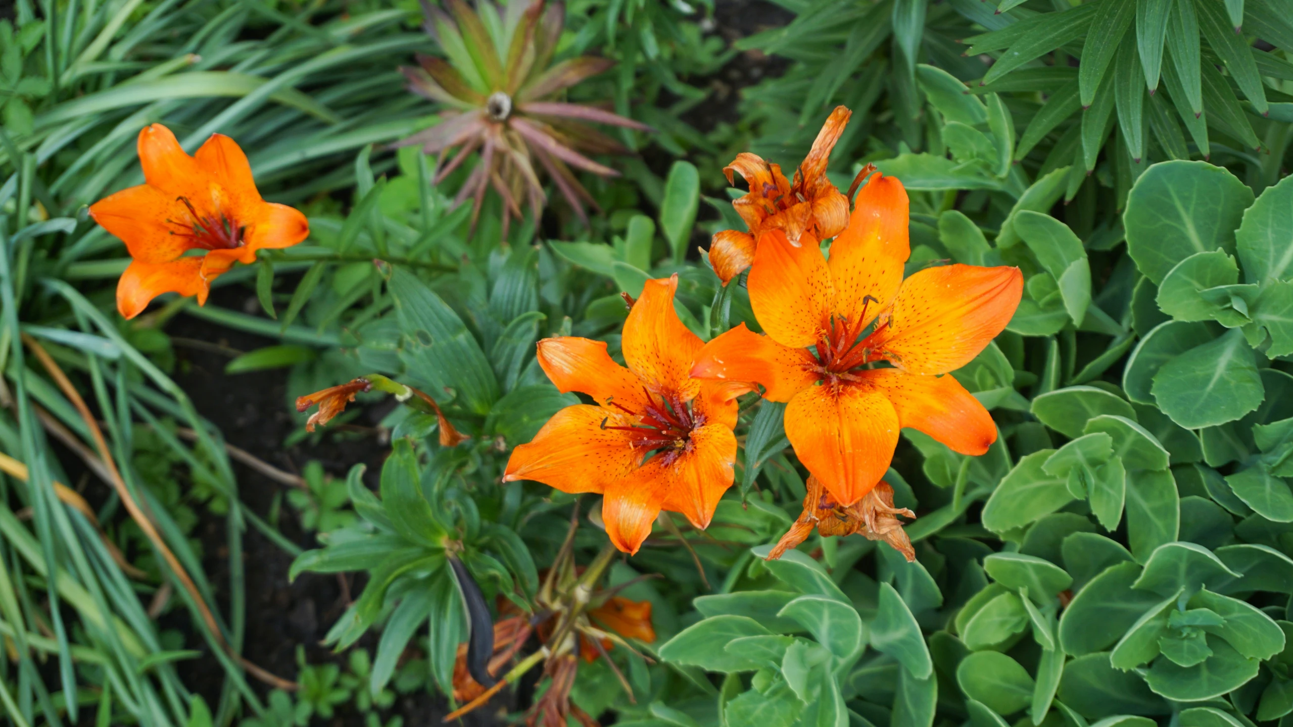 a flower is blooming near many large leaves