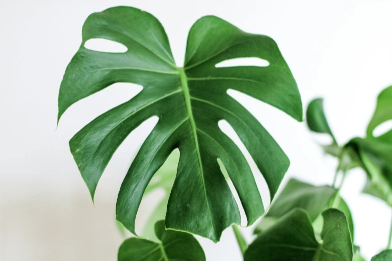 a large leafy plant on a white background