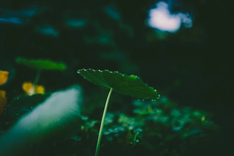 a small green plant in the dark with drops of water