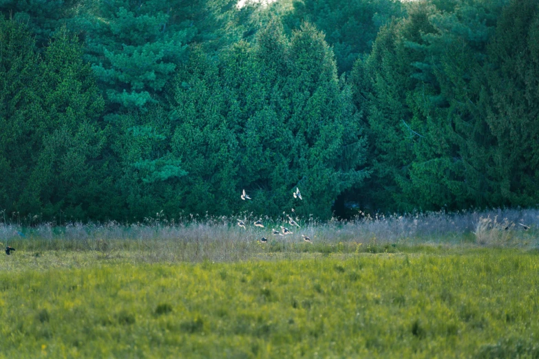 a field filled with lots of green grass