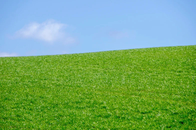 a blue bird sits in the grass on a hill