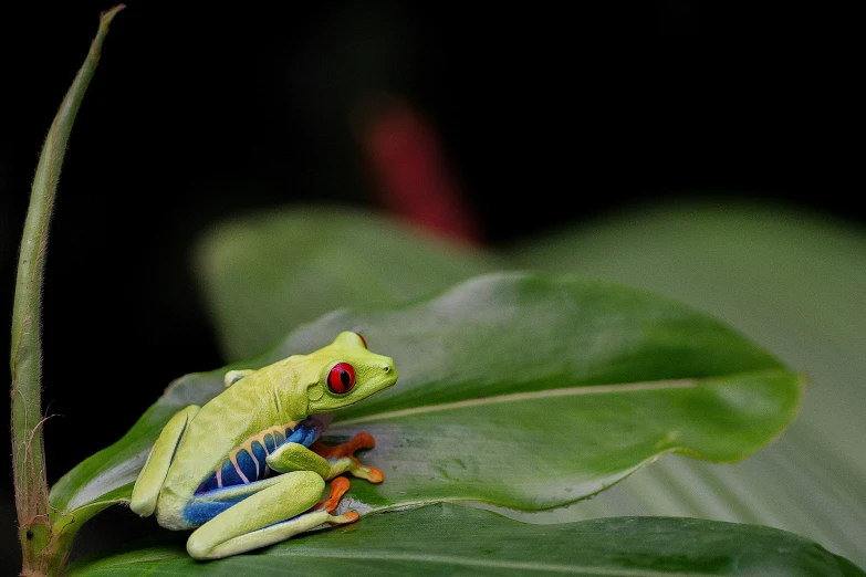 a colorful frog on top of a green leaf