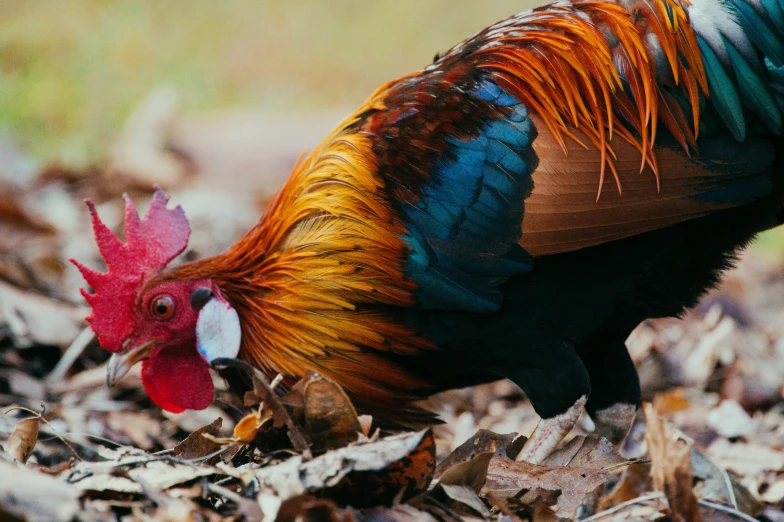 a rooster pecking at some ground nuts