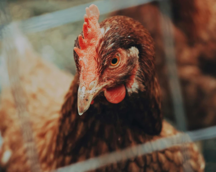 a brown and black chicken standing behind a fence