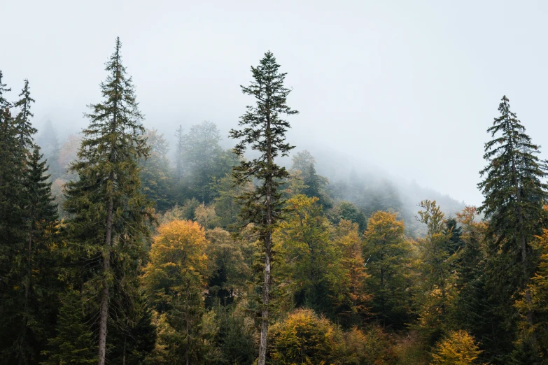 trees and grass in front of a foggy hillside
