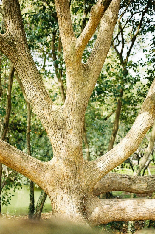 a large tree in a field next to some trees