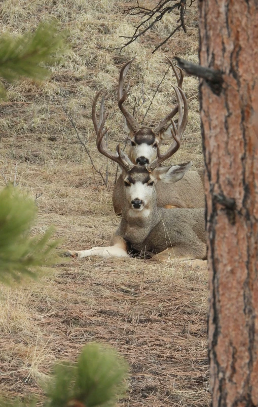 a couple of animals sitting next to each other in a forest