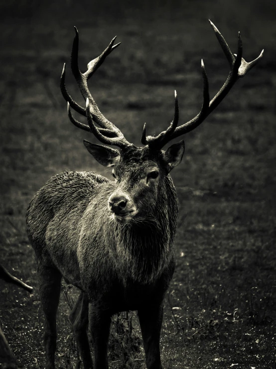 a horned deer standing on top of a field