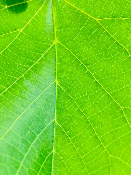 a green leaf with green tips and a blue and white stripe