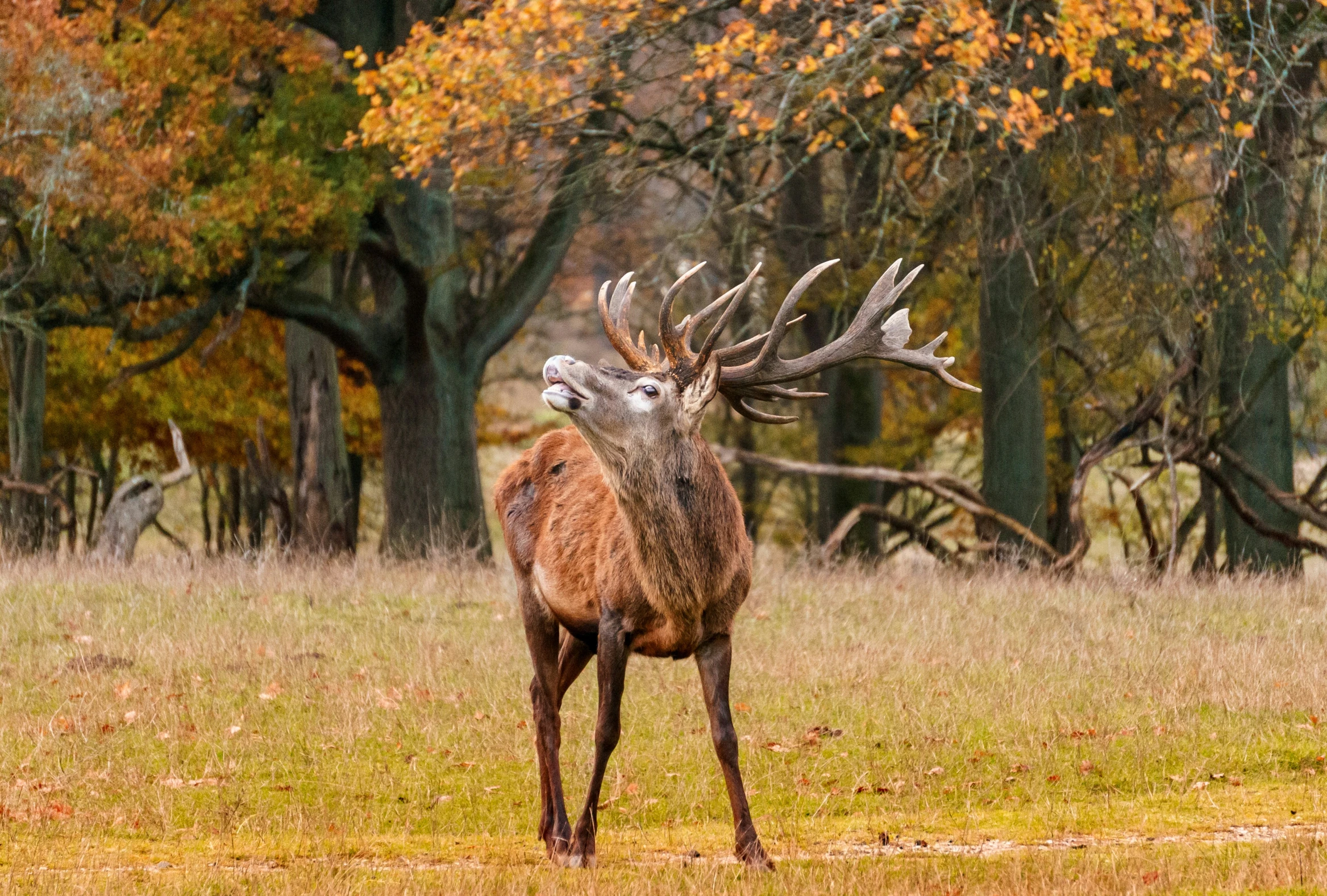 a deer is standing in the grass near some trees