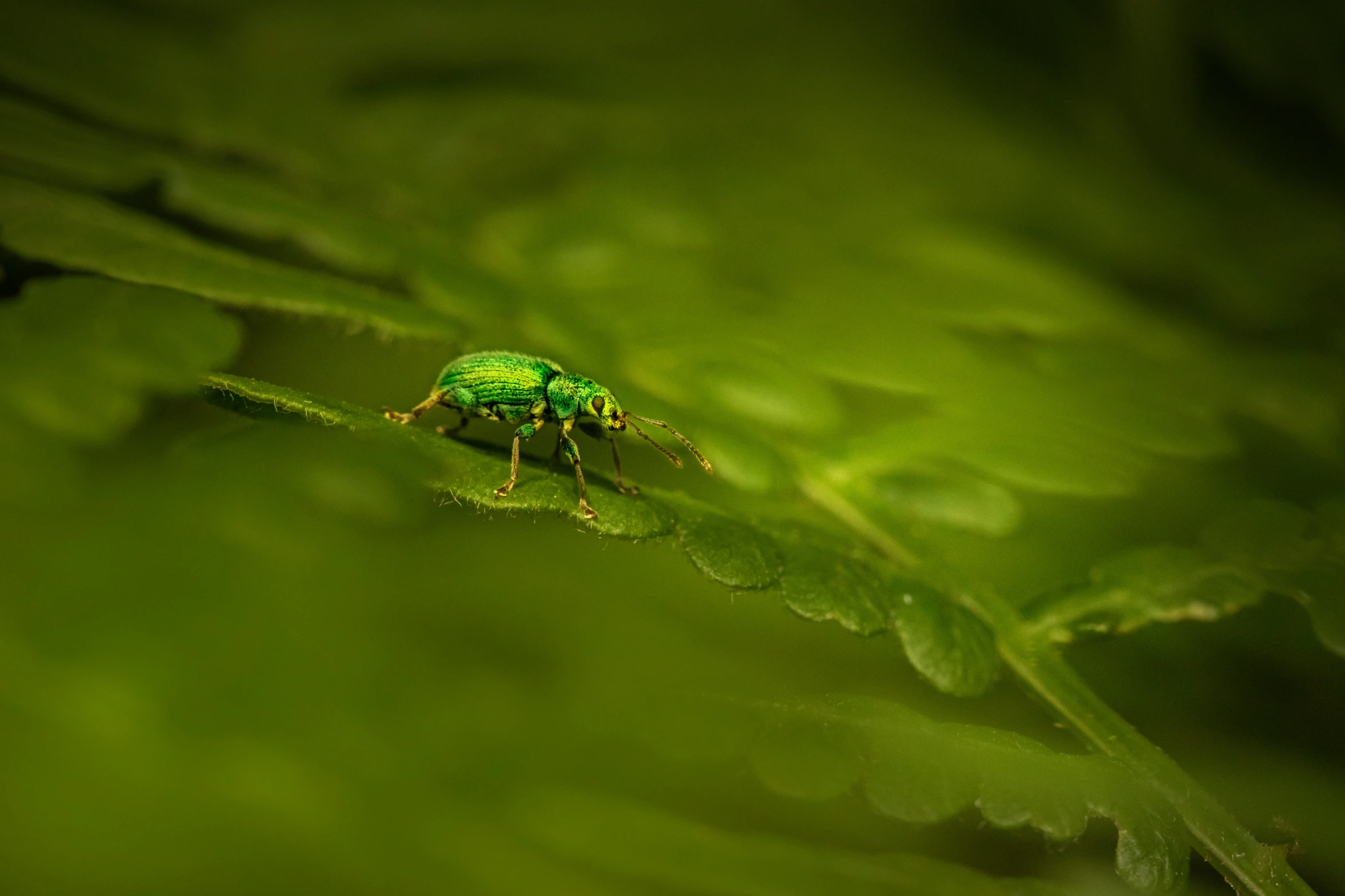 a green beetle in some sort of plant