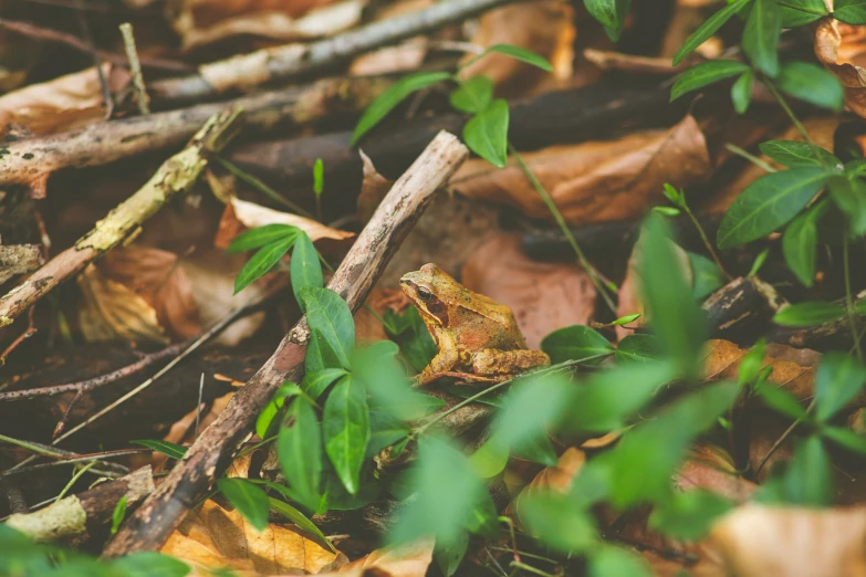 a frog sitting on the ground in the woods