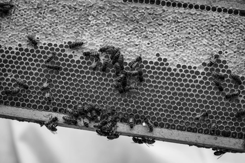 the bees are starting to fly on their honey combs