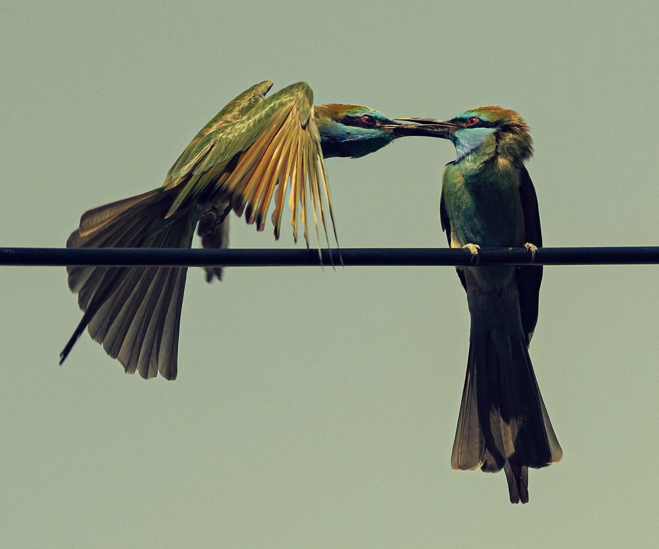 a couple of birds with wings in each hand