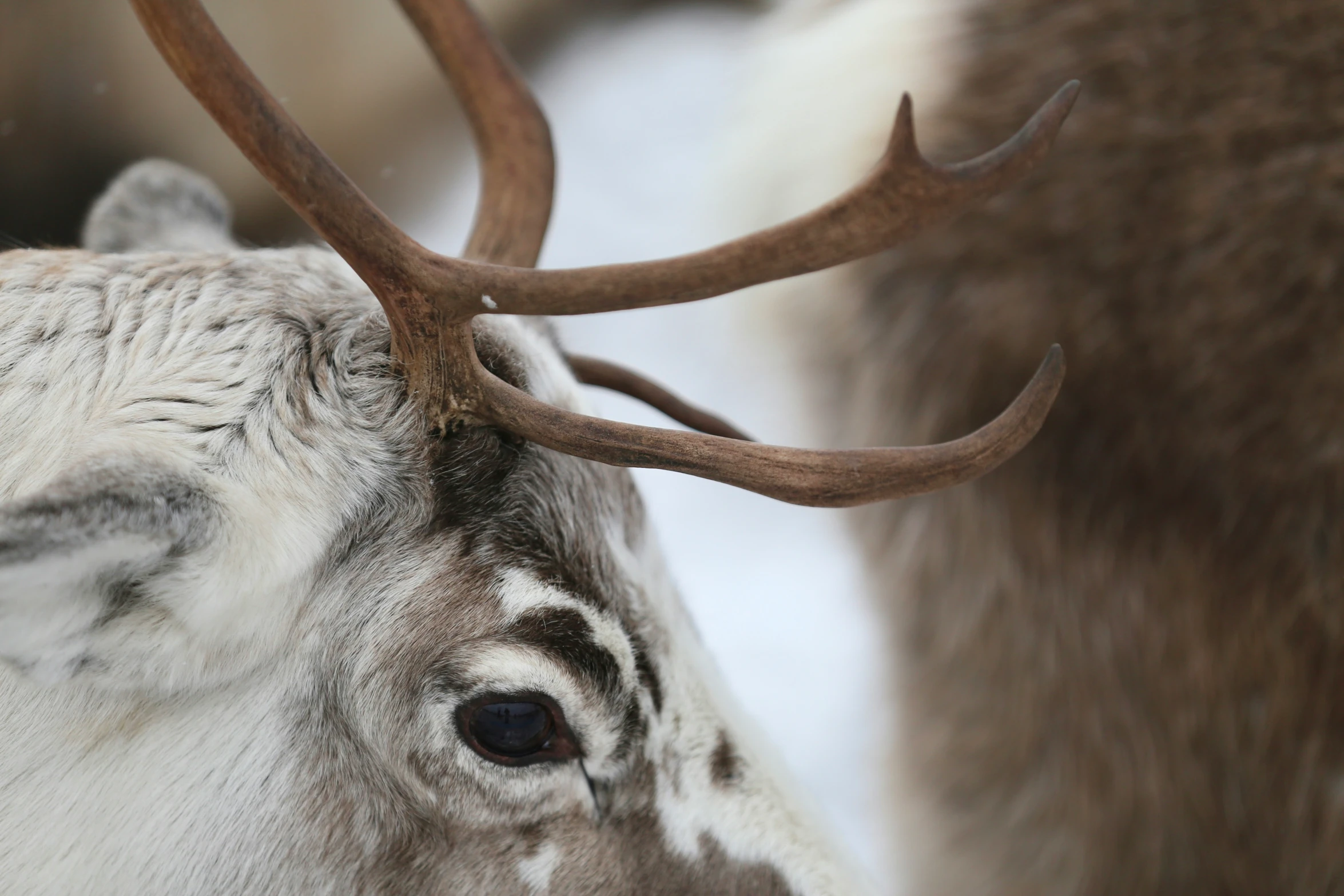 a close up s of a deer's antlers