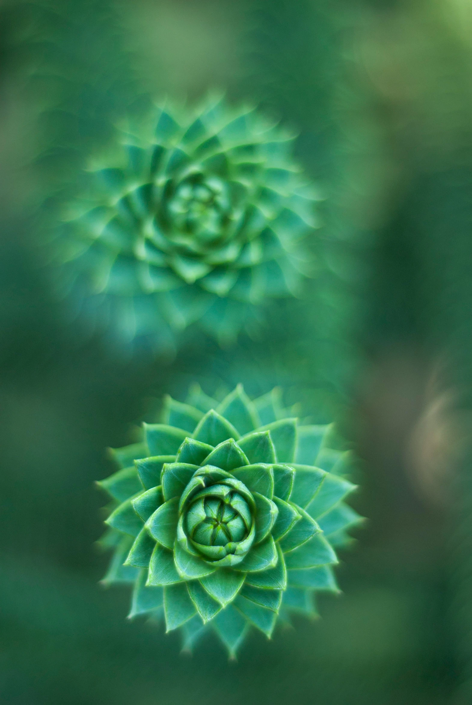 the top of a plant with leaves on it