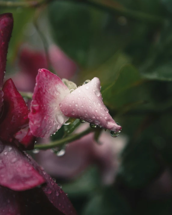 a green bush with water droplets on it