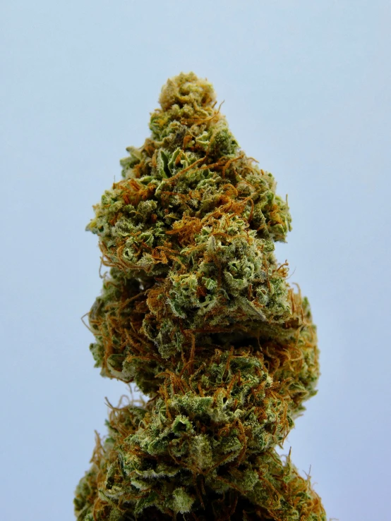 a large green marijuana plant in the foreground