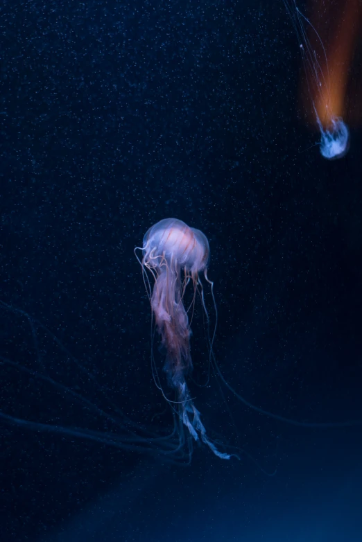 an illuminated jellyfish floats in the ocean