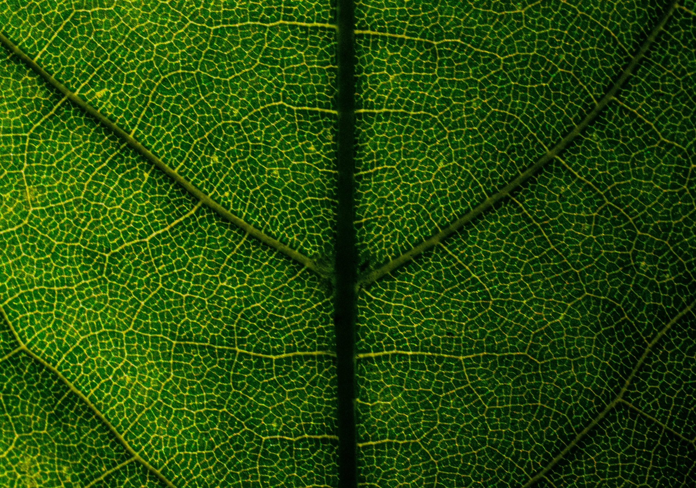 the leaves are very green and textured