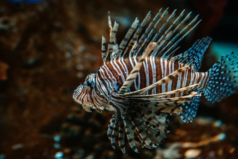 a fish with stripes is swimming in an aquarium