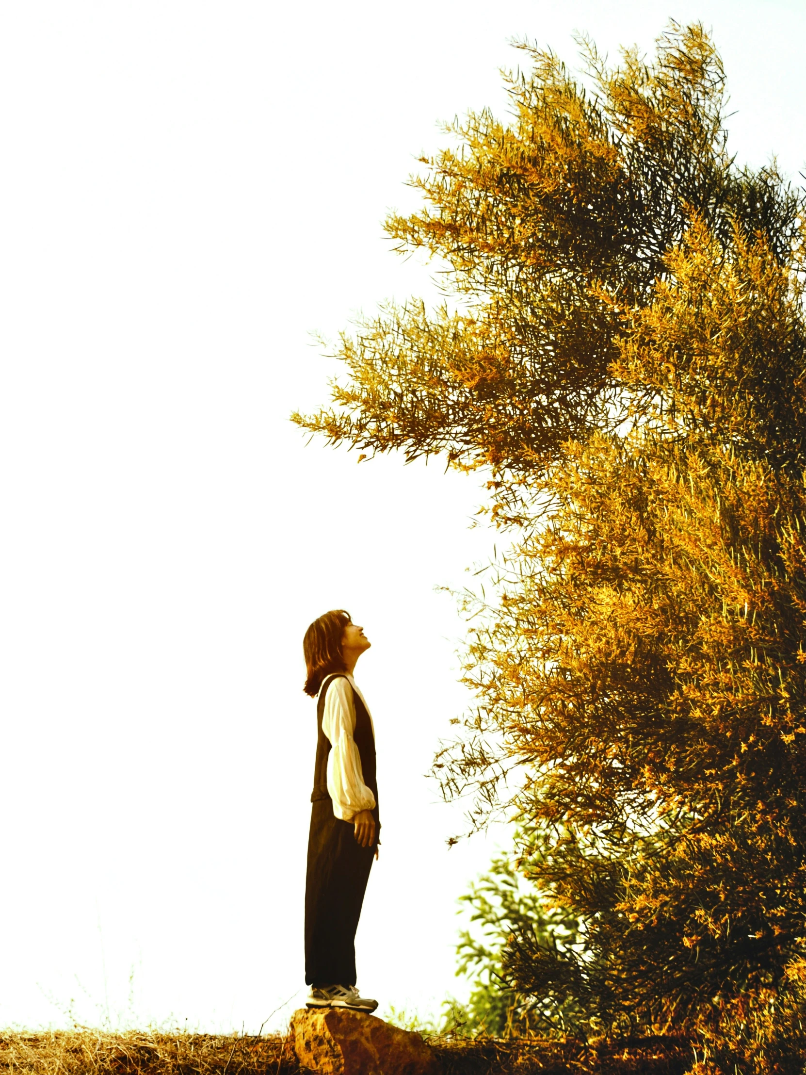 man looking up to a tree in an open field