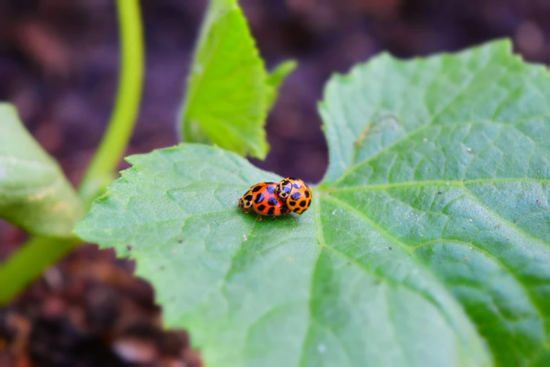 the orange and black bug is sitting on the green leaf