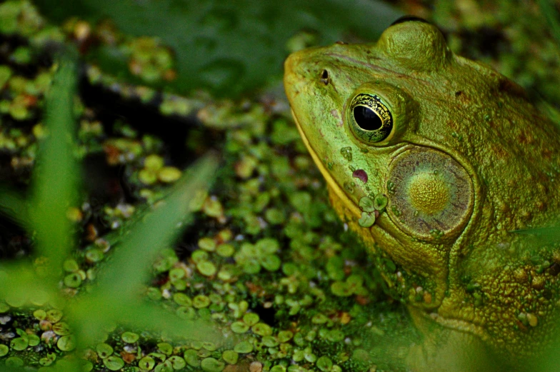 a close up s of a frog with water drops on it