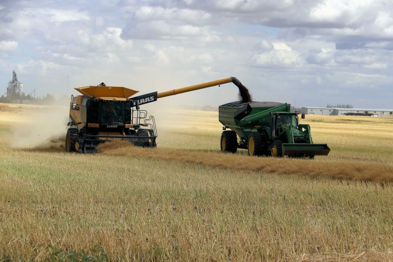 two combine harvesters work on wheat in a field