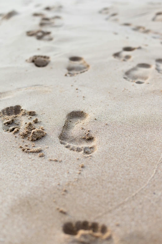 an animal print in sand next to water