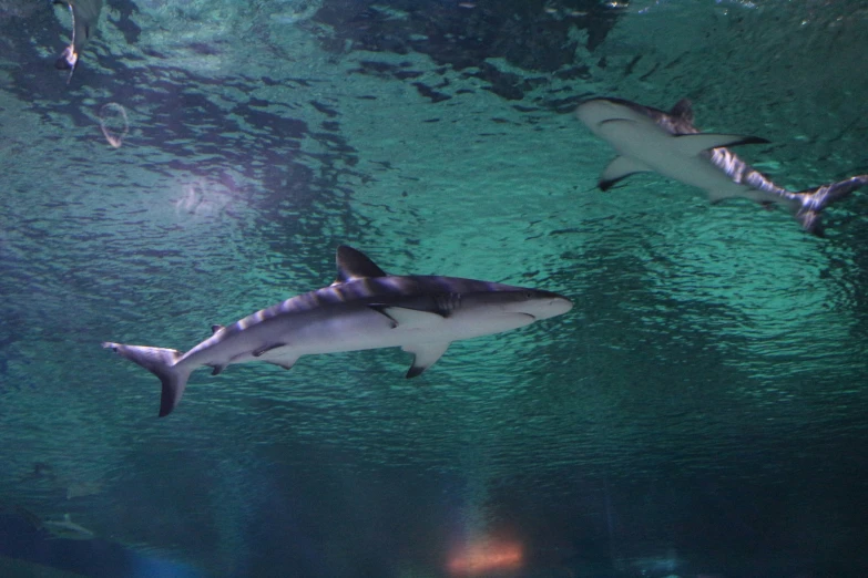 two shark swimming close to each other in the ocean