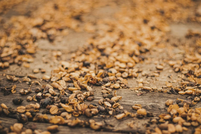 a dirt floor with many brown dirt dots