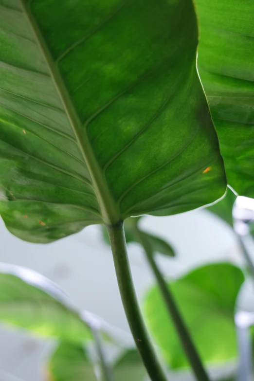 a close up view of a large green plant