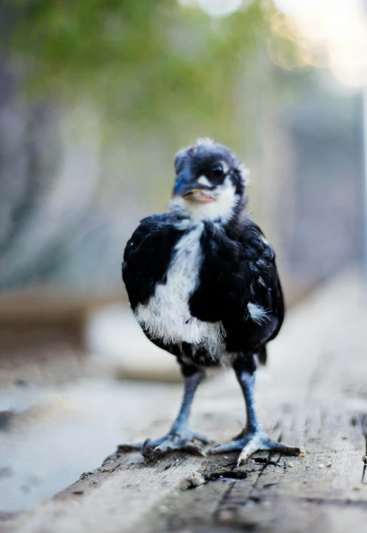 a very cute small bird standing on a ledge