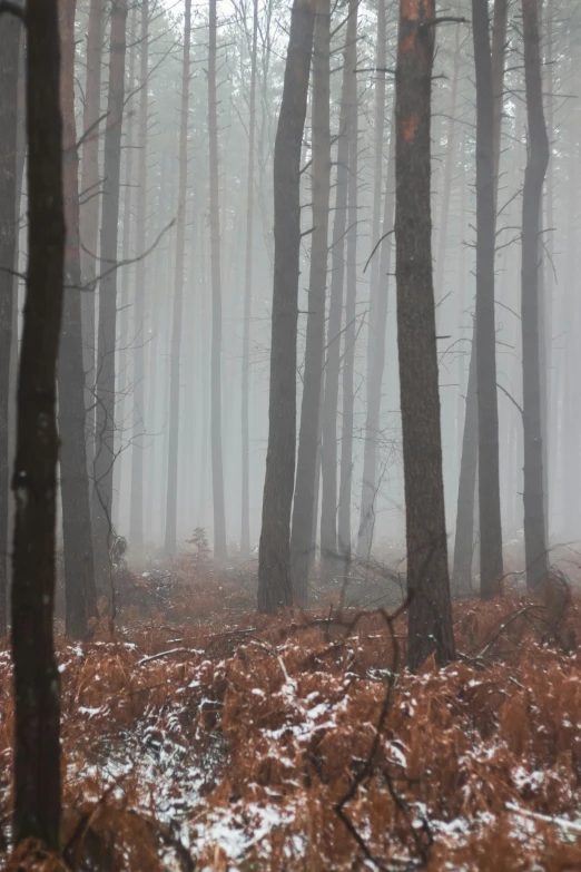 the woods are filled with snow and fog