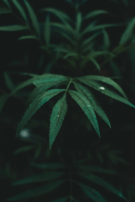 a green leaf with drops of rain on it