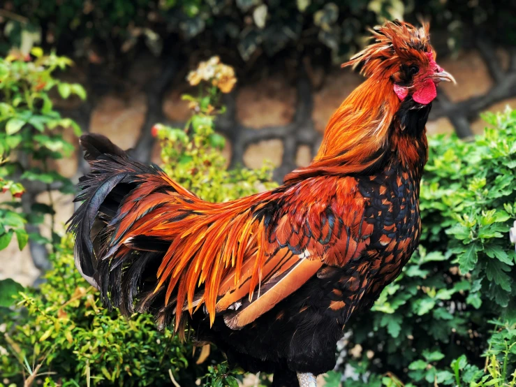 a very pretty red and black chicken standing on some vegetation