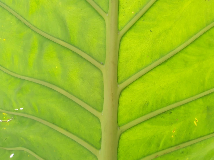 a plant's leaf showing many long thin nches