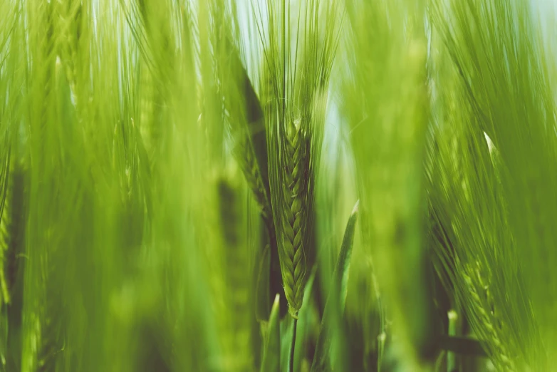 a close up of green grain plants in motion